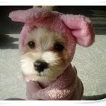 !!몸짱강아지<b>봉구</b>!!