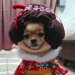 일본 기모노 입은 멍멍양, 다소곳한 <b>자태</b>