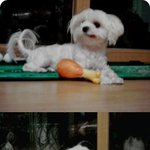 <b>지성</b>과 미모를 모두 갖춘 우리꼰지..너무 귀여워요~