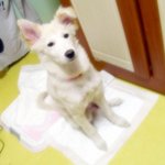 저희집 풍산개 멍<b>돌이</b>좀 봐주세요^^