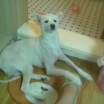 지금찍은 <b>따끈</b>한 우리 풍산개 멍돌이사진♡