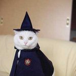 <b>초초</b>초 귀여움! 고양이 코스프레~