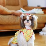 우리 떵강쉐이덜 미용하고 ^ ^