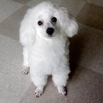 저희강아지가 <b>사료</b>그릇을 무서워해요ㅠㅠ