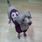 고고한 <b>샤론</b>