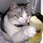 <b>막장</b> 고양이~!!