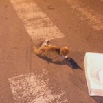 예전 톡 기억나세요? 고양이 치워준 여자이야기..