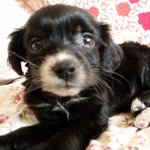 <b>별명</b>은 개간지, 우리코카