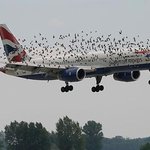 새들의 호위를 받는 <b>xxx</b>