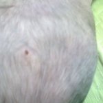 <b>강아지털</b>깍이러보냈더니 젖꼭지를 짤라놨어요!!