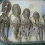 ㅋㅋ 쭈꾸미 <b>소대</b>들