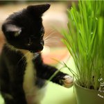 <b>농사</b>짓는 고양이