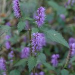 [사진여행] 망우동 공원