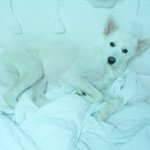 풍산개 "멍돌이" 사진 또 찍었어용용 ♡