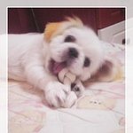 우리 해피랑 장군이 소개할꼐요~ㅎㅎ