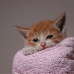 <b>천진</b>난만했던 냥이가..