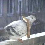 <b>뽀대</b> 지대로 목걸이 건 비둘기