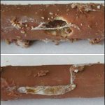 중국산 빼빼로, 거미줄에 <b>애벌레</b>까지 발견 ;;;;;;;;;;;;;;