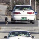 불쌍한 강아지 무슨 자<b>롯</b>을 했길래 ㅠ
