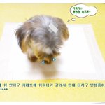 초보 <b>애견</b> 아빠의 하루....