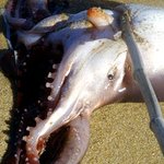 이게 뭐예여 - -휘귀종