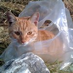 길냥이 길강아지들에게 너무 <b>추운</b> 겨울입니다 ㅜ