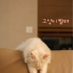 빨래 대신 고양이를 널었어요