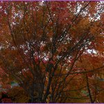 양재 <b>시민</b>의숲에 많은 사진가들이 모인 이유는?