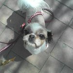 육포를 너무 좋아한 <b>체리</b>