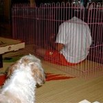 피자는 누구에게도 <b>양보</b> 못해