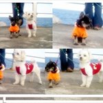똥 먹는 울 강쥐 어쩜 좋아요.ㅠㅠㅠㅠㅠㅠㅠㅠㅠㅠㅠ