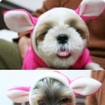 <b>토끼</b>옷 입었어요~너므이쁘죵죵~^^**