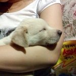 진돗개 우리 흰<b>둥이</b> 스페셜