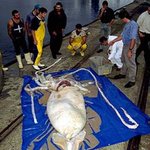 심해<b>생물</b>사진외 신기한 바다<b>생물</b>사진