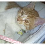 고양이 분양 합니다.