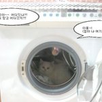 변태 <b>망고</b>가 세탁기에 들어갔어요..