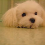 강아지가 <b>동물</b>병원에 다녀온 뒤 이상해졌어요