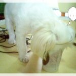 귀엽다고 해야할지...불쌍하다고 해야할지...ㅋㅋ