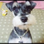 <b>내사</b>랑뽀리