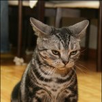 <b>소희</b> 닮은꼴 고양이 ~~ ㅎㅎ
