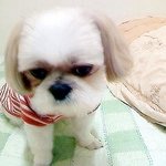 우리이쁜딸 <b>시</b><b>츄</b>삼순양 ㅎ