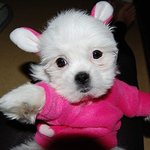 윙크하는 <b>포포</b>ㅋㅋ