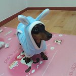 <b>토끼</b>가된 까미