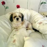 10년된 우리 애기.. <b>미미</b>에요