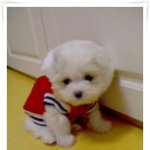 너무 귀여운 우리 복<b>시리</b> ㅋㅋㅋ