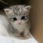 언니오빠들 <b>나이</b><b>정도</b>면 이뻐해줄수있어?