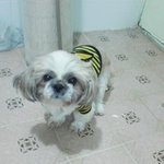 <b>시츄</b>가얼마나귀여운데요~