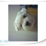 우리 천사가 떠난지...2개월째...