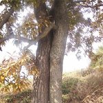 아름다운 연리지 사랑