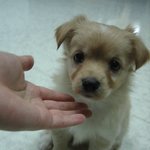 <b>분양</b>자를찾습니다 ㅠㅠ